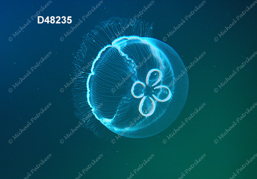 Moon Jellyfish (Aurelia aurita)